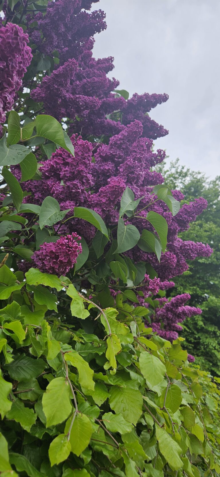 Smell The Flowers